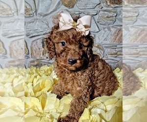 Goldendoodle Puppy for sale in KISSIMMEE, FL, USA