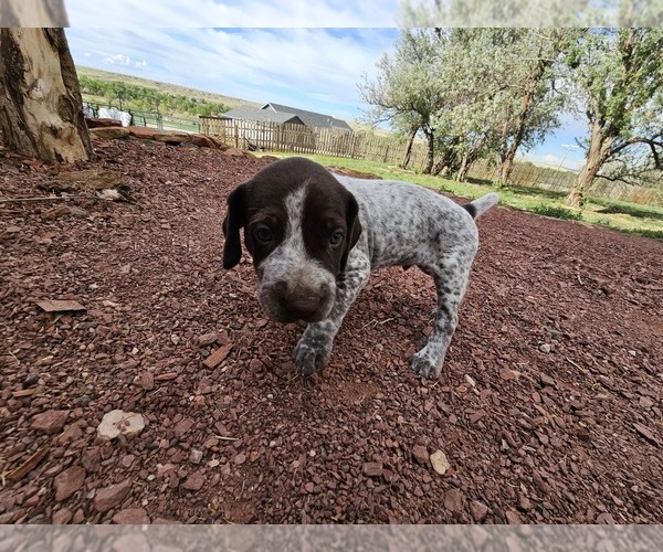 Medium Photo #36 German Shorthaired Pointer Puppy For Sale in EVANSVILLE, WY, USA