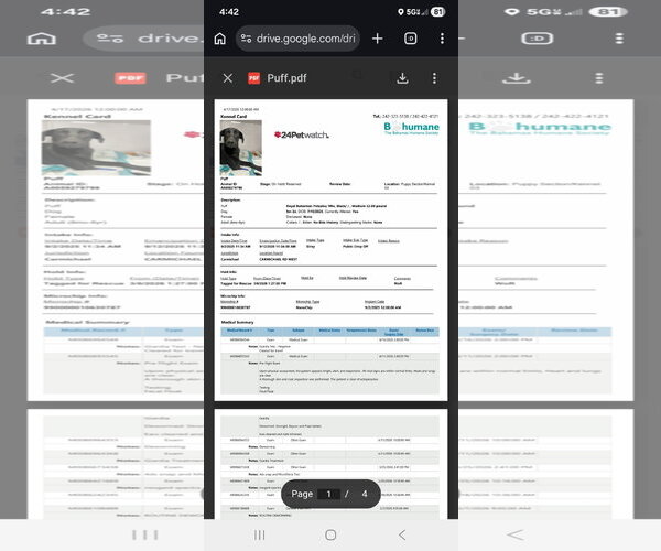 Medium Photo #3 Labrador Retriever-Unknown Mix Puppy For Sale in NYC, NY, USA