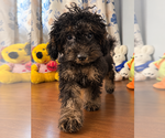 Yorkipoo puppie - Male Yorkipoo Puppy for Sale - Photo #7