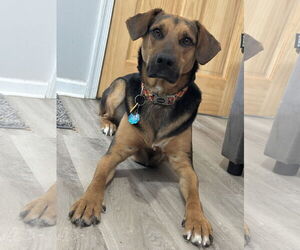 Mutt Dogs for adoption in Rockaway, NJ, USA