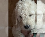 Small Photo #3 Labradoodle Puppy For Sale in CANTON, SD, USA