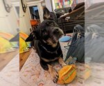Small Photo #2 Basset Hound-Unknown Mix Puppy For Sale in Ann Arbor, MI, USA