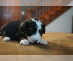 Bernedoodle Puppy for sale in SAN JOSE, CA, USA