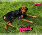 Small #1 Rottweiler Mix