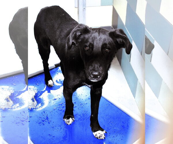 Medium Photo #2 Labrador Retriever-Unknown Mix Puppy For Sale in San Diego, CA, USA