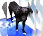 Small #1 Labrador Retriever Mix