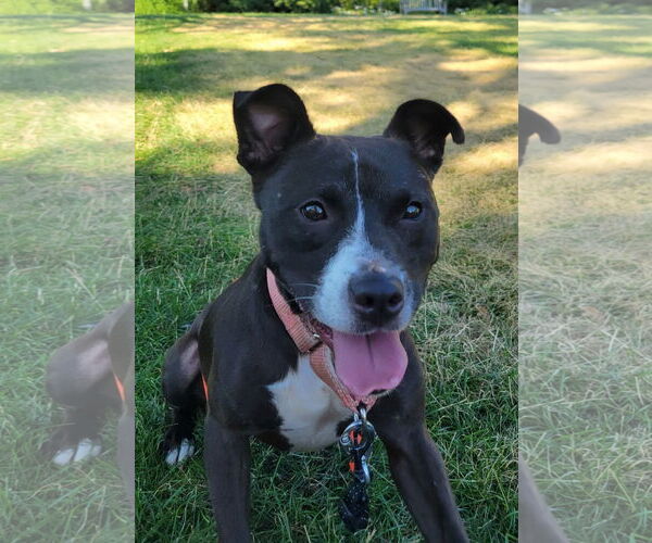 Medium Photo #4 Mutt Puppy For Sale in Bloomingdale, NJ, USA