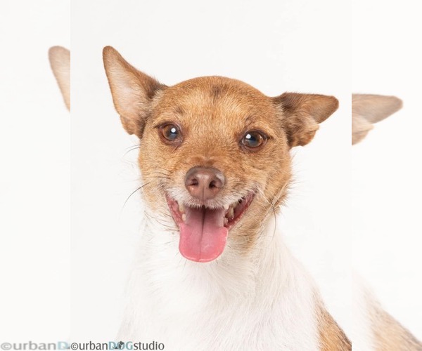 Medium Photo #2 Jack Russell Terrier-Unknown Mix Puppy For Sale in Tampa, FL, USA