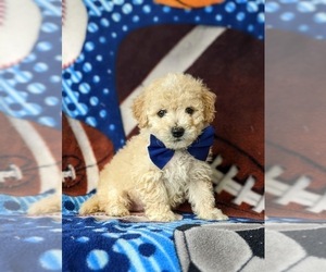 Sheepadoodle Puppy for sale in GLEN ROCK, PA, USA