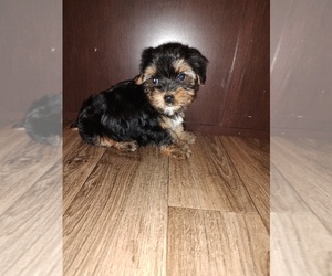 Yorkshire Terrier Litter for sale in LAPEER, MI, USA