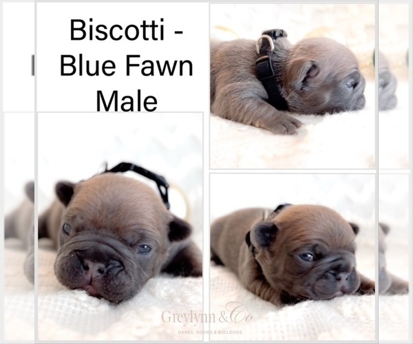 Medium Photo #1 French Bulldog Puppy For Sale in NEWARK, TX, USA