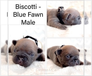 French Bulldog Puppy for sale in NEWARK, TX, USA