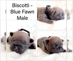 Image preview for Ad Listing. Nickname: Biscotti