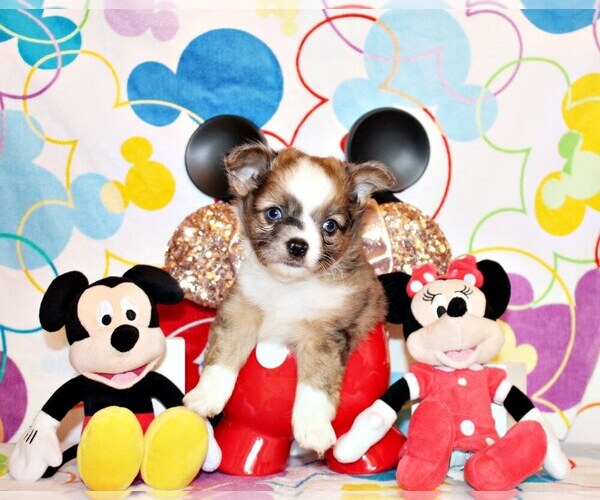 Medium Photo #7 Chihuahua Puppy For Sale in CHARLESTON, AR, USA