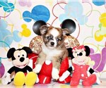 Small Photo #7 Chihuahua Puppy For Sale in CHARLESTON, AR, USA