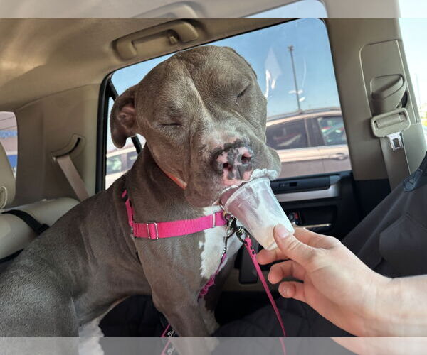 Medium Photo #5 American Pit Bull Terrier-Unknown Mix Puppy For Sale in Virginia Beach, VA, USA