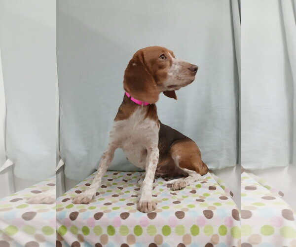 Medium Photo #5 Beagle Puppy For Sale in Murfreesboro, NC, USA