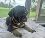 Small #12 French Bulldog