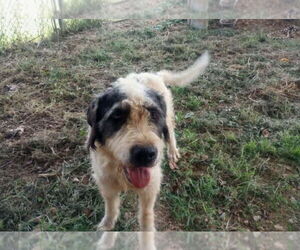 Mutt Dogs for adoption in Columbus, IN, USA