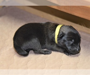 Belgian Malinois Puppy for sale in LA PINE, OR, USA