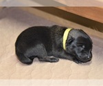 Small Belgian Malinois