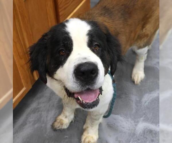 Medium Photo #1 Saint Bernard-Unknown Mix Puppy For Sale in Thief River Falls, MN, USA