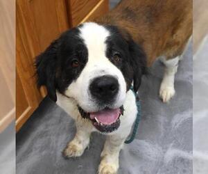 Saint Bernard-Unknown Mix Dogs for adoption in Thief River Falls, MN, USA