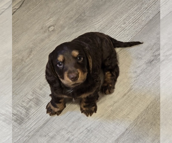 Medium Photo #2 Dachshund Puppy For Sale in NEOSHO, MO, USA