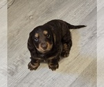 Small #1 Dachshund