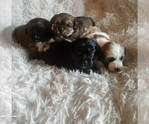 Maltese-Silky Cocker Mix Puppy for Sale in WOBURN, Massachusetts USA