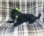 Small #6 ShihPoo