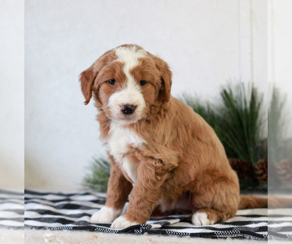 Medium Photo #2 Goldendoodle Puppy For Sale in LITITZ, PA, USA