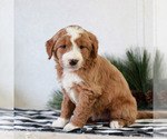 Small #1 Goldendoodle