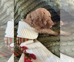 Puppy Arin Poodle (Standard)