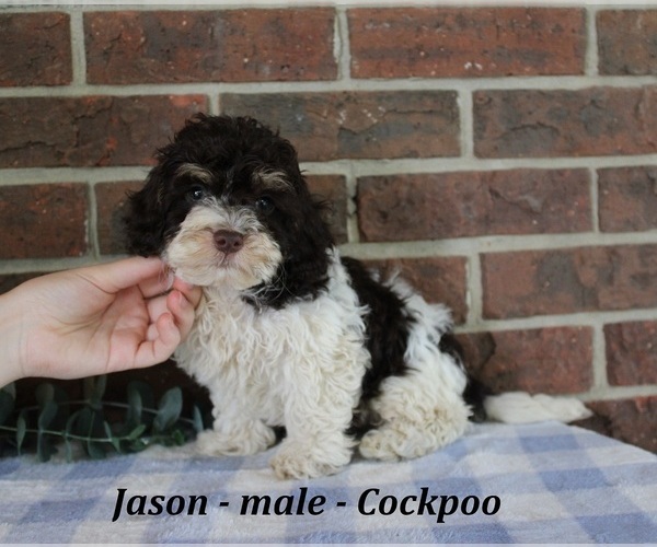 Medium Photo #4 Cockapoo (Miniature) Puppy For Sale in CLARKRANGE, TN, USA