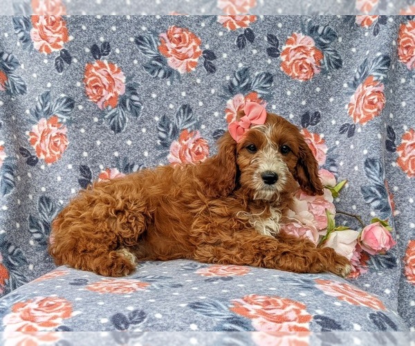 Medium Photo #5 Cavapoo Puppy For Sale in KINZERS, PA, USA