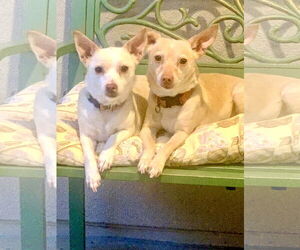 Chiweenie Dogs for adoption in Santa Clarita, CA, USA
