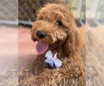 Puppy Puppy 4 Goldendoodle-Poodle (Toy) Mix