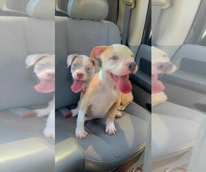 American Bully Puppy for sale in OKLAHOMA CITY, OK, USA