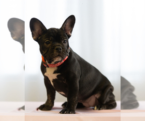 French Bulldog Puppy for sale in DESERT HOT SPRINGS, CA, USA