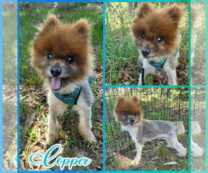 Pomeranian Dogs for adoption in Blacksburg, SC, USA