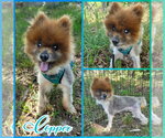 Small Pomeranian