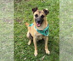 Small #5 Border Terrier-Chihuahua Mix