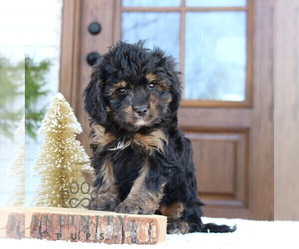 Medium Photo #3 Cavapoo (Miniature) Puppy For Sale in NARVON, PA, USA