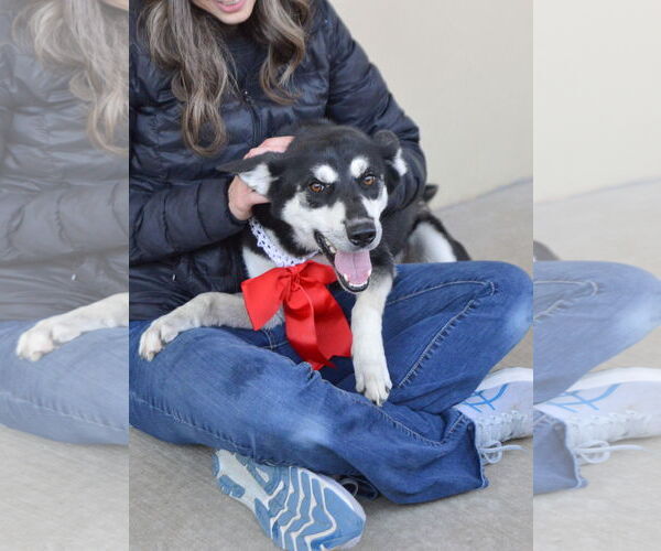 Medium Photo #2 German Shepherd Dog-Unknown Mix Puppy For Sale in McKinney, TX, USA