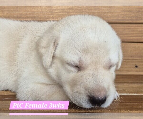 Medium Photo #44 Labrador Retriever Puppy For Sale in EDGEWOOD, TX, USA