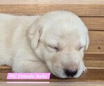 Small Photo #44 Labrador Retriever Puppy For Sale in EDGEWOOD, TX, USA