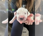 Small #5 Dalmatian