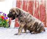 Small #17 Mastiff